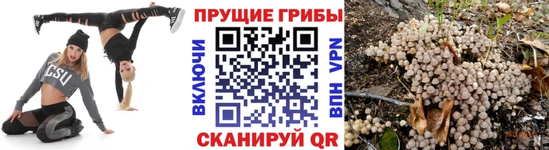 Галлюциногенные грибы прущие грибы  Верхняя Пышма 